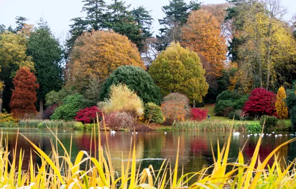 Autumn, grass, trees, pond, Park, UK, swans, the bushes