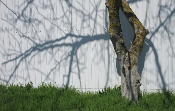 Grass, tree, the fence, April, spring 2018, meduzanol ©