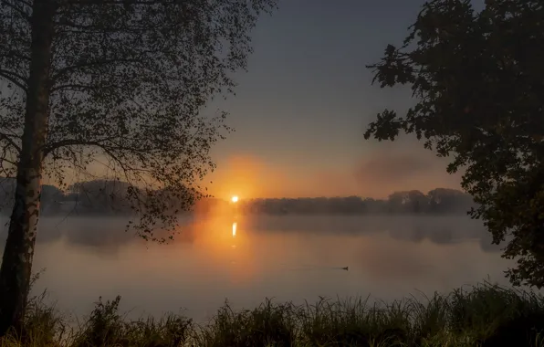 The sun, sunset, fog, lake, dawn, shore, birch, duck