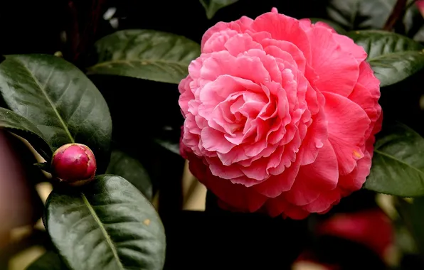 Picture flowers, flowers, pink Camellia, pink Camellia