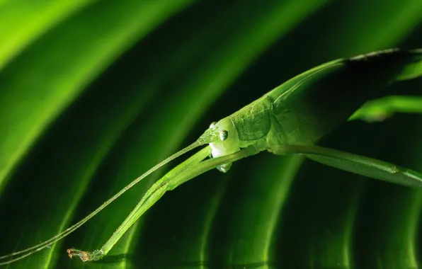 Picture nature, sheet, green, insect, grasshopper