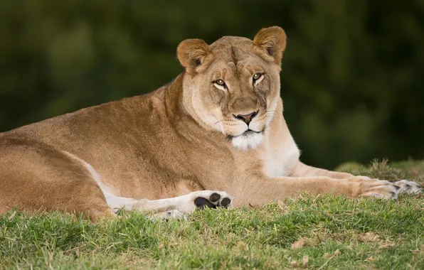 Picture cat, grass, look, stay, lioness