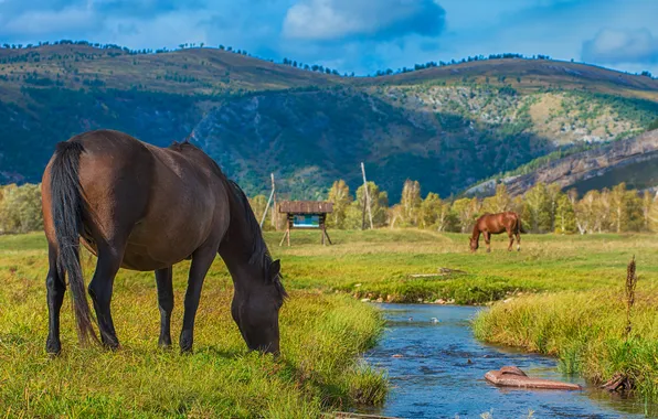 Picture field, grass, stream, horses, horse, pasture