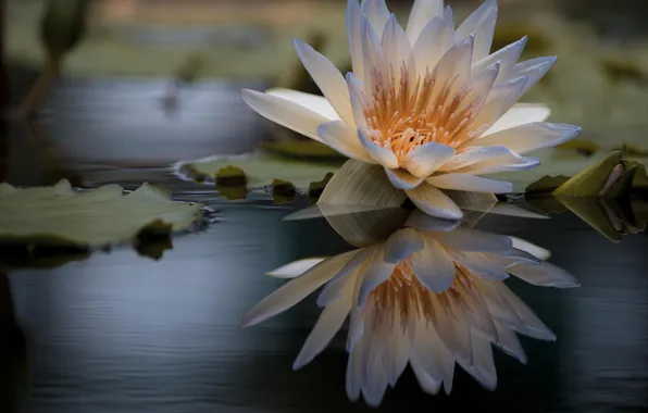 Picture flower, water, macro, pond, water Lily