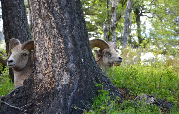 Forest, tree, sheep