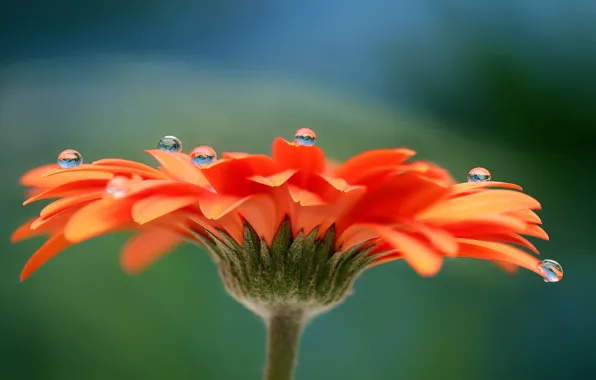 Water, drops, flowers, Rosa, petals, gerbera