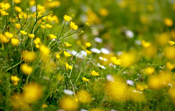 Flowers, yellow, glade, buttercups