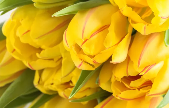 Picture flowers, yellow, Bud, tulips, a lot, spring Wallpaper