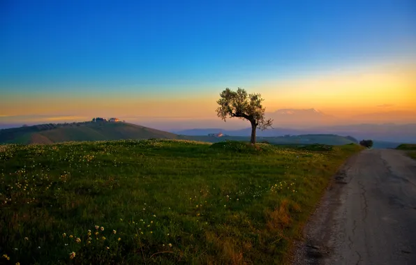 Picture road, grass, tree, hills, morning