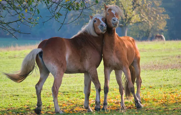 Field, autumn, light, branches, smile, mood, horses, horse