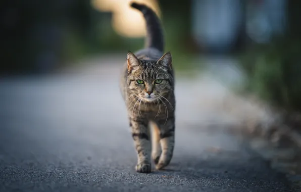 Road, cat, cat, asphalt, grey, walk, striped, green eyes