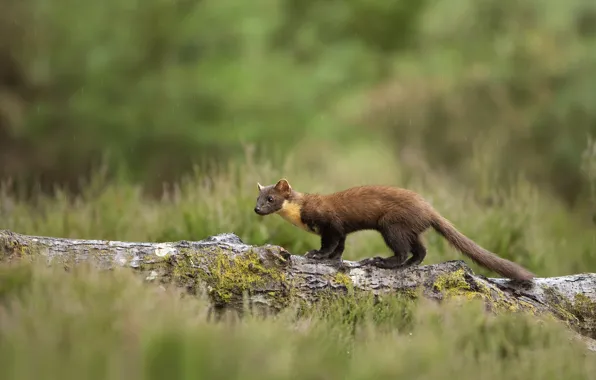 Nature, ermine, marten