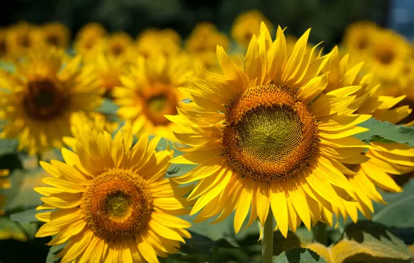 Picture field, summer, sunflowers, flowers, color