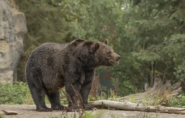 Nature, bear, walk