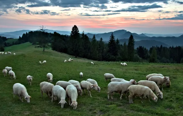 Field, forest, sheep, pasture, sheep, a lot, flock, a flock of sheep