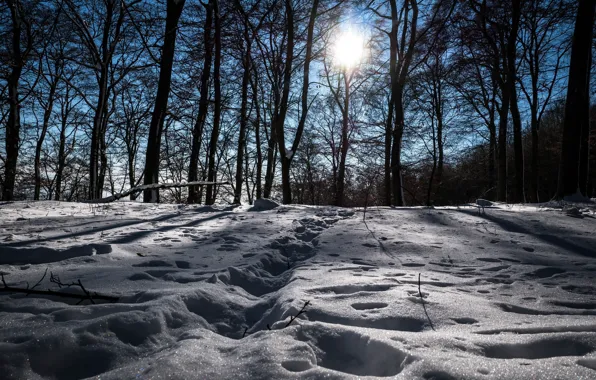 Winter, snow, trees, landscape, traces, nature, beauty