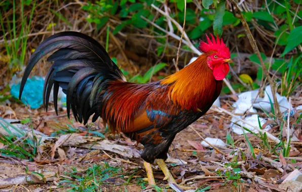 Leaves, branches, nature, bird, walk, the bushes, cock, bright plumage
