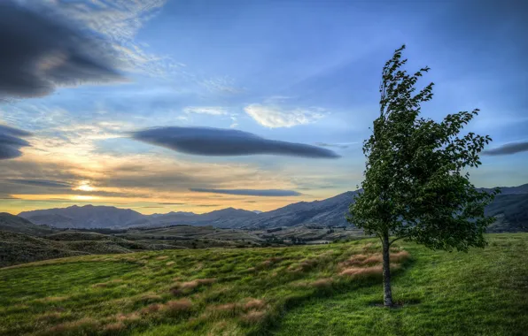 Picture field, trees, landscape