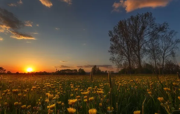 Field, the sky, the sun, trees, sunset, flowers, spring, the evening