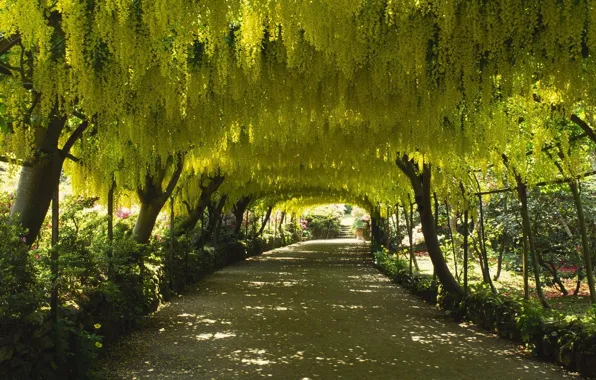 Road, nature