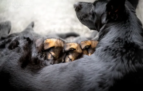 Comfort, dog, puppies