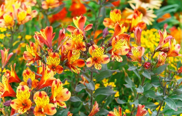 Flowers, flowerbed, Alstroemeria, Alstroemeria