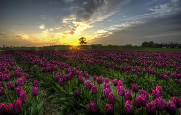 Picture field, sunset, flowers, Tulips, Denmark