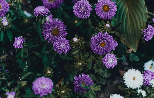 Purple, leaves, flowers, the dark background, garden, white, the bushes, a lot