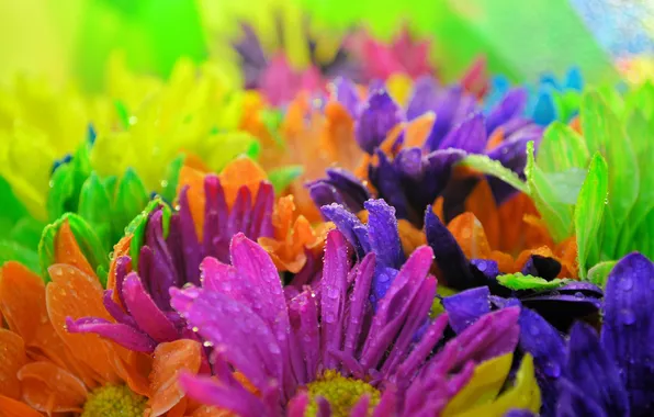 Water, drops, flowers, Rosa, rainbow, petals