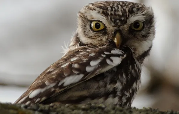 Eyes, look, owl, bird, tail