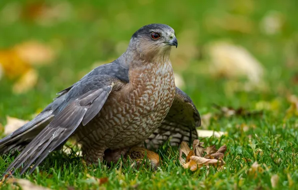 Grass, leaves, bird, wings, hawk