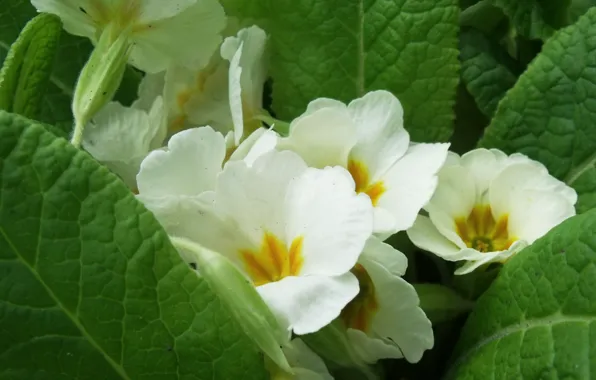 Summer, flowers, beauty