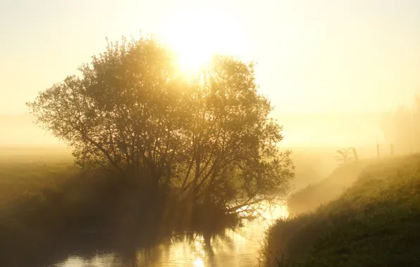 The sun, rays, light, trees, fog, river, sunrise, dawn