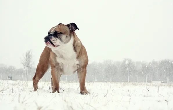 Picture background, dog, English Bulldog