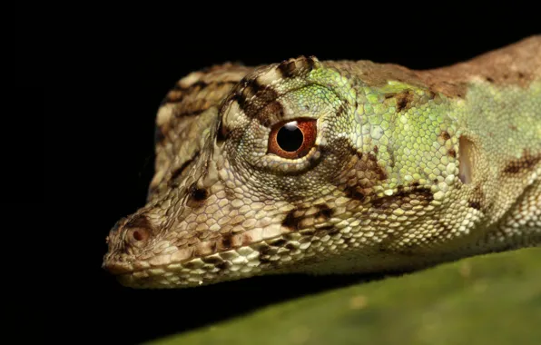 Look, face, macro, lizard, black background, iguana, reptile