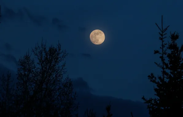 Picture the sky, clouds, trees, nature, the moon, the evening, Canada, the full moon