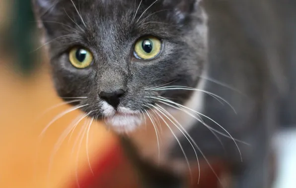 Eyes, look, cat