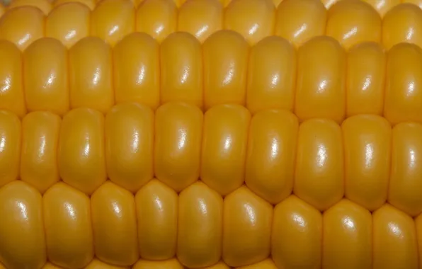 Macro, grain, corn, the cob
