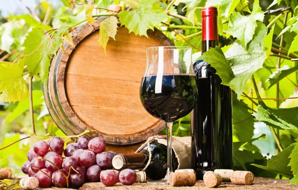 Leaves, wine, grapes, tube, barrel