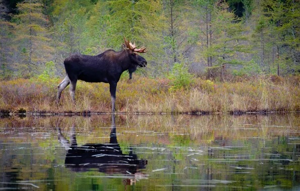 Picture forest, water, trees, reflection, moose