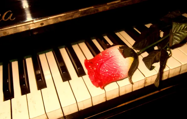 Music, rose, piano