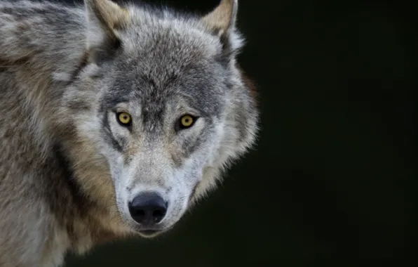 Nature, predator, animal, wolf, wildlife, portrait., Canis lupus. face • wolf • portrait • predator