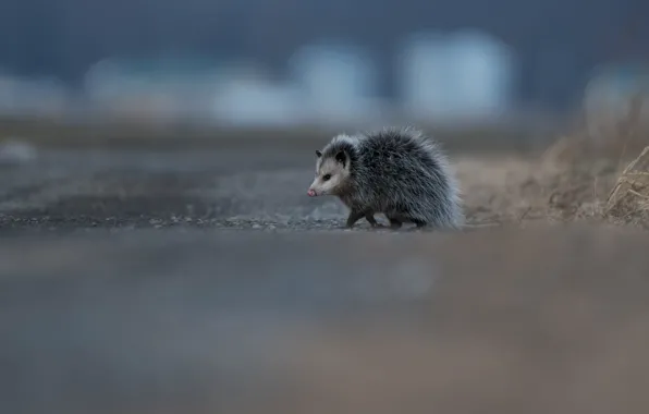 Road, animals, background, small, animal, walk, possum, funny