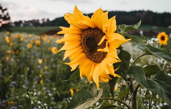Forest, flower, summer, leaves, yellow, sunflower, bokeh