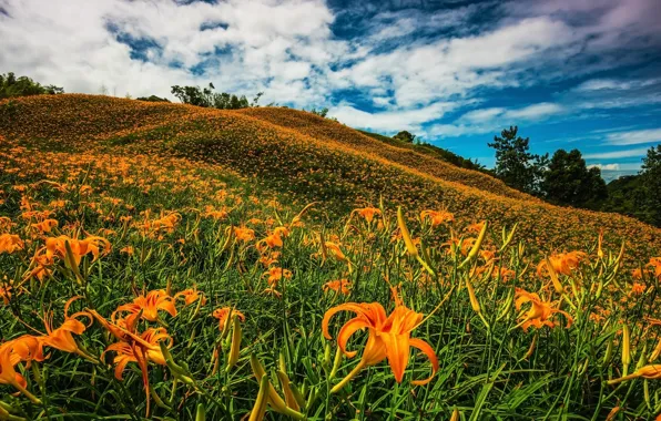 Field, the sky, clouds, flowers, blue, thickets, hills, Lily