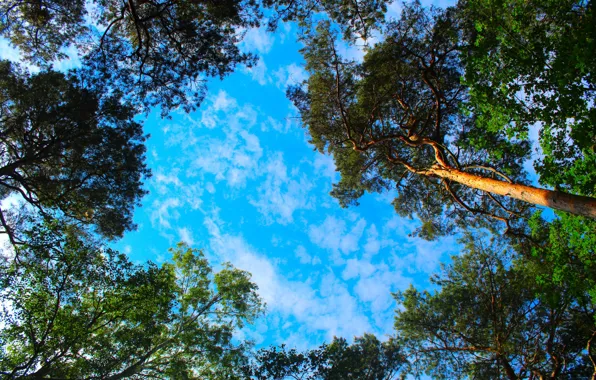 The sky, clouds, branches, nature, blue, trunks, foliage, pine