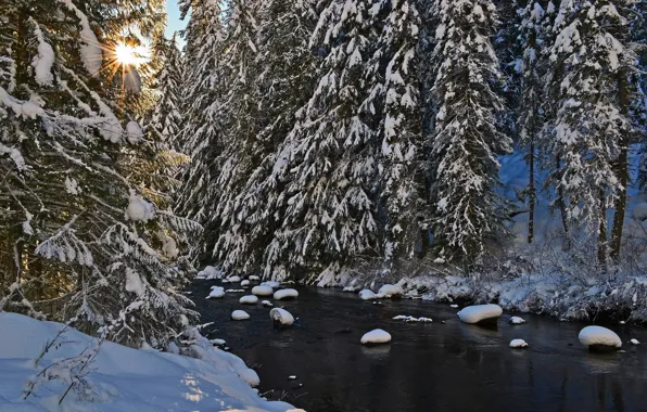 Winter, trees, river