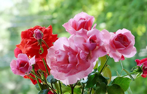 Picture macro, rose, Bush, petals, garden