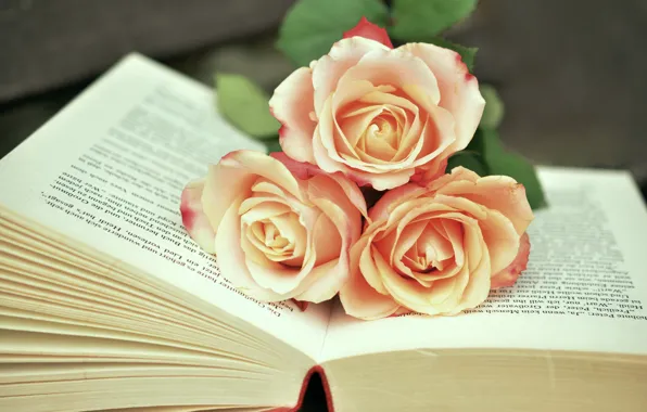 Picture roses, bouquet, buds