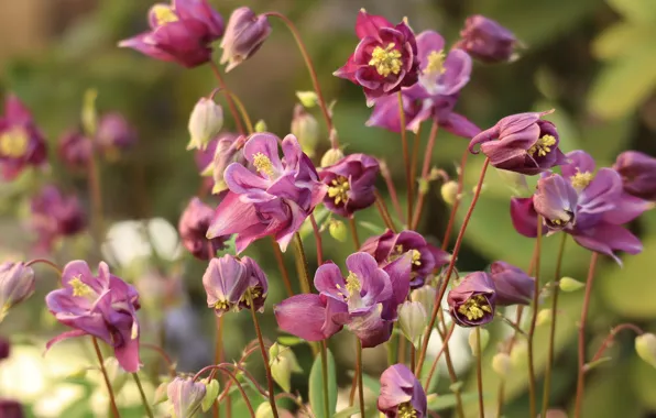 Flowers, pink, flowerbed, the catchment, Aquilegia